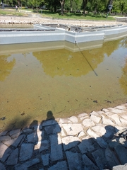 Bufotes viridis viridis