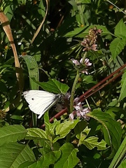 Pieris napi