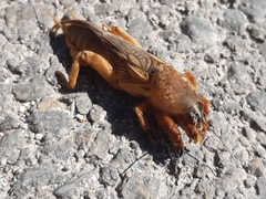 Gryllotalpa vineae