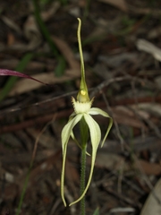 Caladenia cruciformis