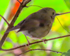Schoeniparus castaneceps