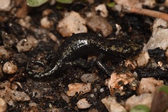 Hydromantes platycephalus