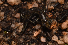 Hydromantes platycephalus