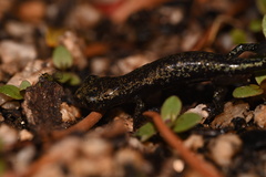 Hydromantes platycephalus