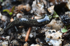 Hydromantes platycephalus