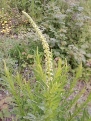 Reseda luteola