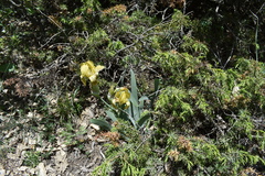 Iris schachtii