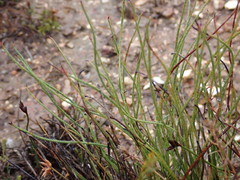 Protea restionifolia