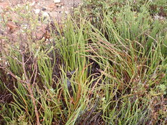 Protea restionifolia