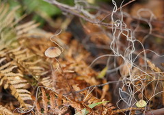 Mycena cystidiosa