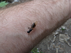 Camponotus vagus