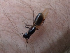 Camponotus vagus