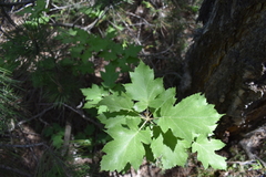 Torminalis glaberrima