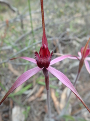 Caladenia cruciformis