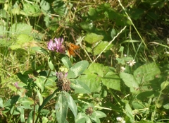 Ochlodes sylvanus