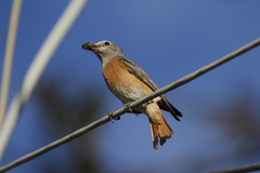 Phoenicurus phoenicurus