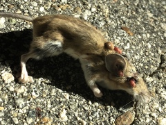 Peromyscus gambelii
