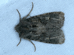 Neumichtis mesophaea