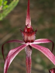 Caladenia cruciformis