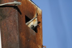 Phoenicurus phoenicurus