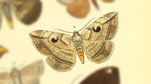 Spirama voluta