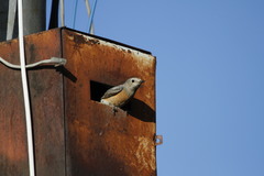 Phoenicurus phoenicurus