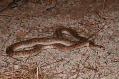 Arizona elegans candida