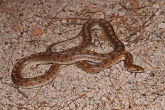 Arizona elegans candida