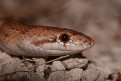 Arizona elegans candida