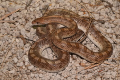 Arizona elegans candida