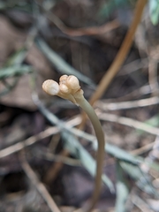 Didymoplexis pallens