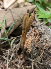 Didymoplexis pallens