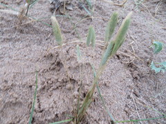 Phleum arenarium