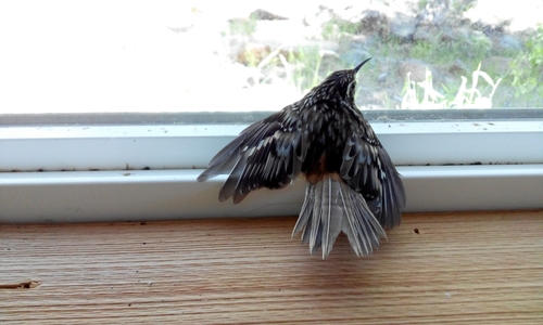 iNaturalist observation photo of Brown Creeper