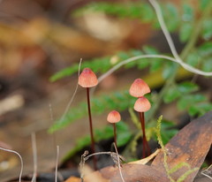 Mycena toyerlaricola