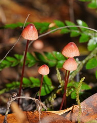 Mycena toyerlaricola