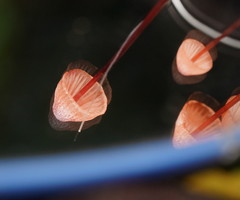 Mycena toyerlaricola