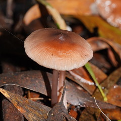 Mycena vinacea