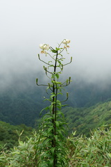 Lilium duchartrei