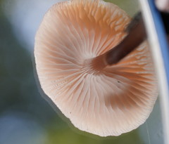 Mycena vinacea