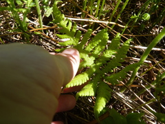 Phegopteris connectilis
