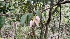 Vaccinium randaiense