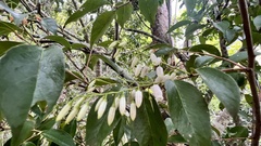 Vaccinium randaiense