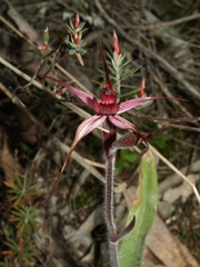 Caladenia cruciformis