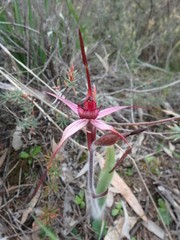 Caladenia cruciformis