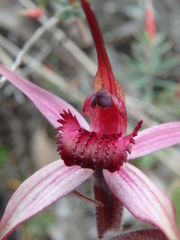Caladenia cruciformis
