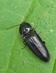 Neopristilophus