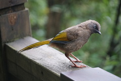 Trochalopteron elliotii