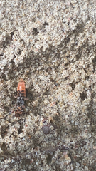 Cantharis rustica