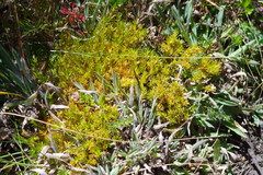 Arenaria aphanantha